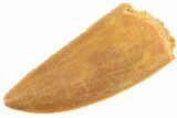 Serrated Raptor Tooth - Real Dinosaur Tooth #347075-1